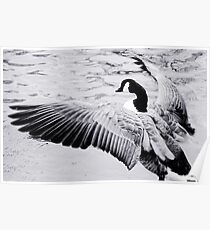 Goose Poster