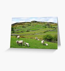 Kerry Hill Sheep Greeting Card