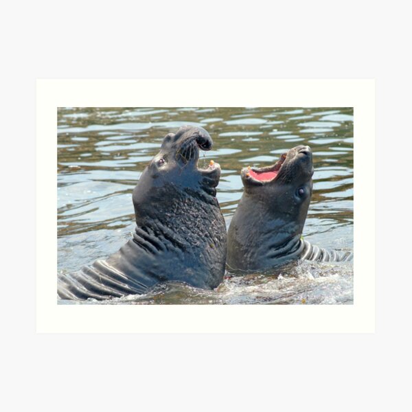 Confrontation / Conflict. Elephant Seals Reserve, San Simeon, CA Art Print
