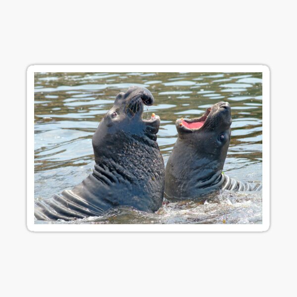Confrontation / Conflict. Elephant Seals Reserve, San Simeon, CA Sticker