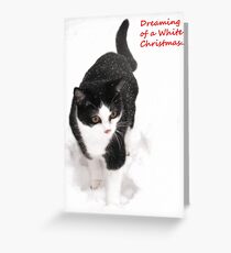 White Christmas - Polly the rescue cat Greeting Card