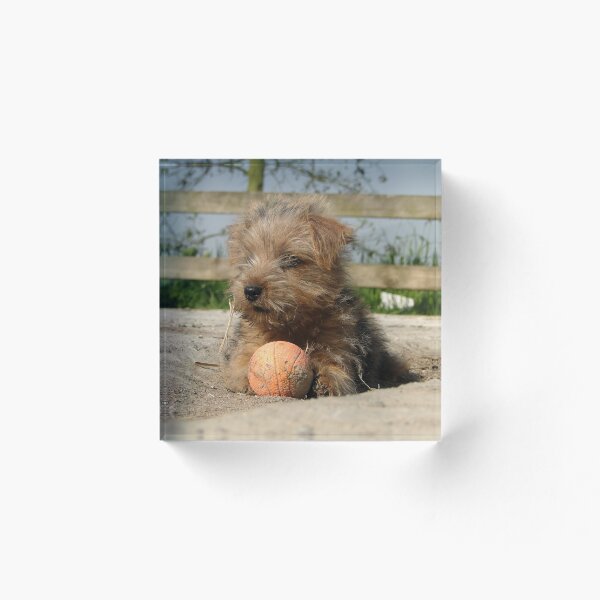 Aperçu de l'œuvre  la Norfolk Terrier occupée avec sa balle fatiguée dans la cour poussiéreuse, le tout sans souci du monde.

Sony DSC-HX1

! http: //i617.photobucket.com/albums/tt251/bonita777/PAWTENDONE.jpg!

! http: //ih1.redbubble.net/work.7221107.1.fp créée et vendue par Barrie Woodward.