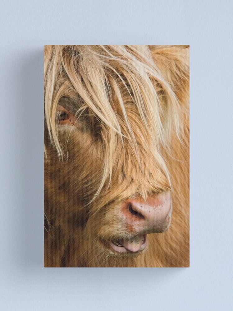 Tableau Toile Vaches Highlands - 120x80 Cm - Impression Artisanale Sur Coton - Cadre Bois