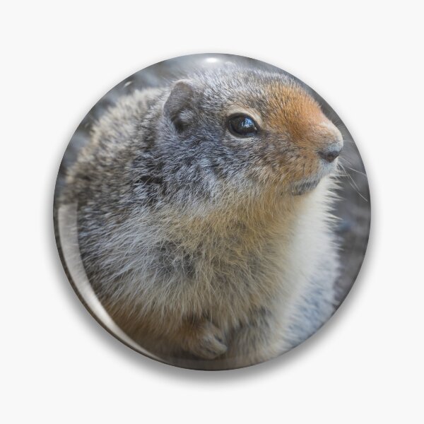 Item preview, ground squirrels designed and sold by gelibolu.