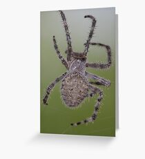 Orb Weaver Greeting Card