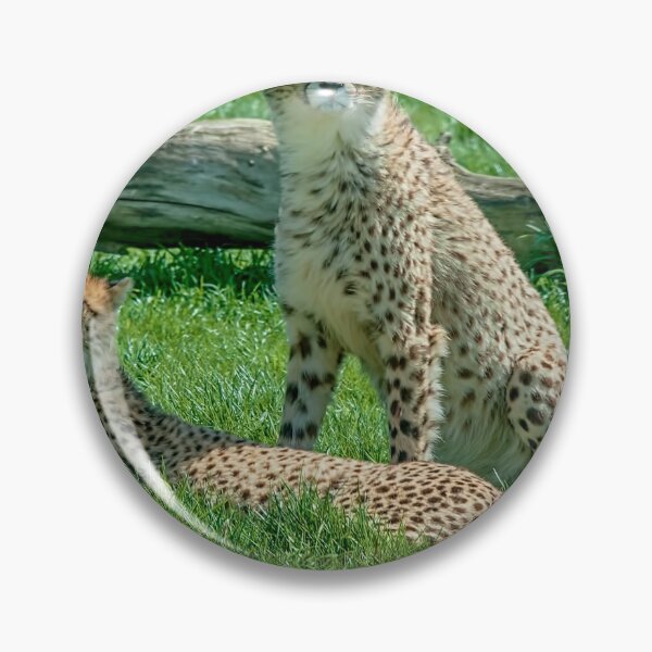 Artikelvorschau, 2 Cheetahs entworfen und verkauft von Chris Thaxter.