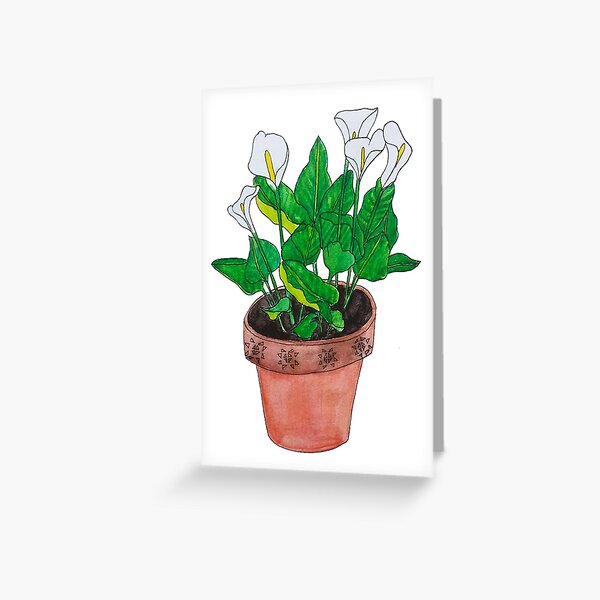 Arum lily watercolour Greeting Card