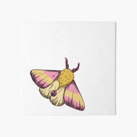 Rosy Maple Moth Art Board Print for Sale by ensdraws