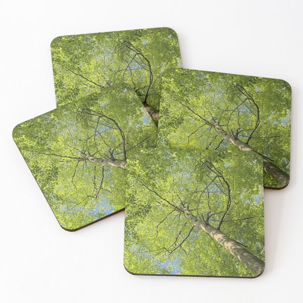 Item preview, Spring beech tree canopy designed and sold by xophotography.