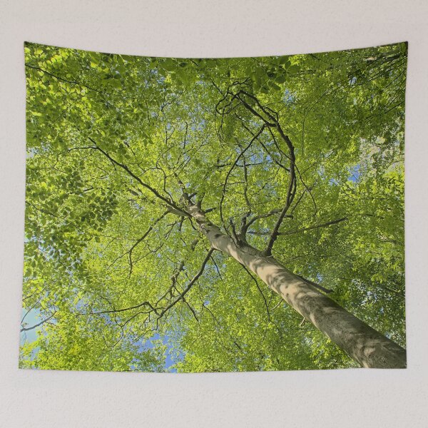 Item preview, Spring beech tree canopy designed and sold by xophotography.