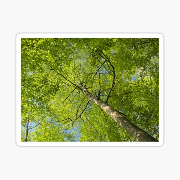 Spring beech tree canopy Sticker