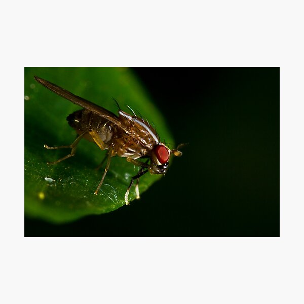 Item preview, Fly On A Leaf #3 designed and sold by Kerrod Sulter.
