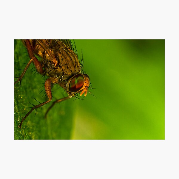Item preview, Fly On A Leaf #4 designed and sold by Kerrod Sulter.