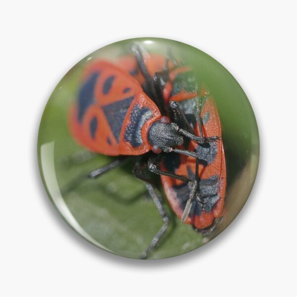 Item preview, insect "red gendarmes" (1) by Olao-Olavia / Okaio Créations 2015 by fz 1000  400.000 photos  framings different picture on request on each support designed and sold by o.okaïo.