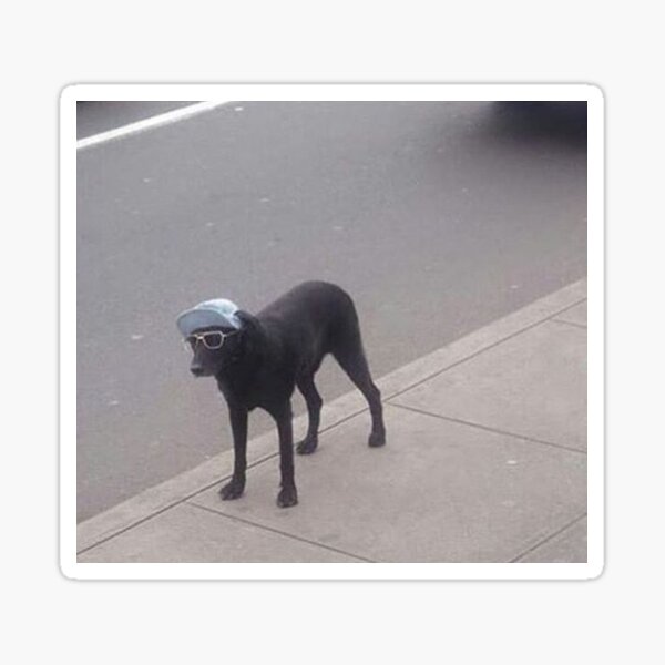 Dog with 2025 glasses and hat