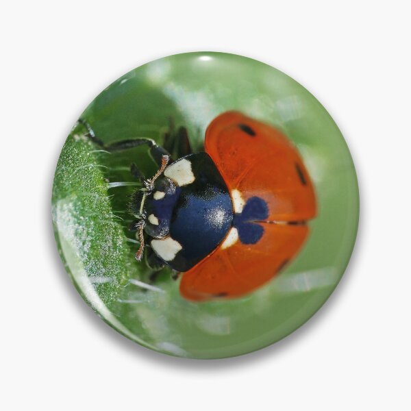 Item preview, the Star :(4) coccinelle-ladybug by Olao-Olavia / Okaio Créations 2015 by fz 1000  400.000 photos  framings different picture on request on each support designed and sold by o.okaïo.