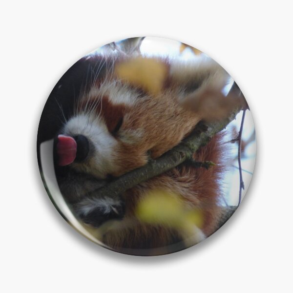 Item preview, Red Panda Licking Nose While Asleep designed and sold by EmilyJaneArt.