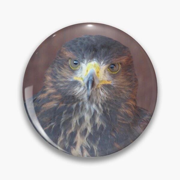 Item preview, Sassy Harris Hawk designed and sold by EmilyJaneArt.