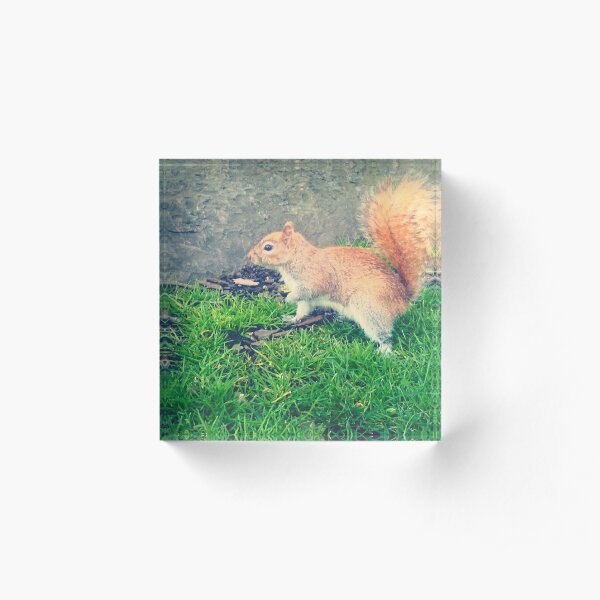 Squirel Acrylic Block