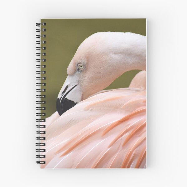 Item preview, Chilean Flamingo Grooming designed and sold by Kathleen Brant.