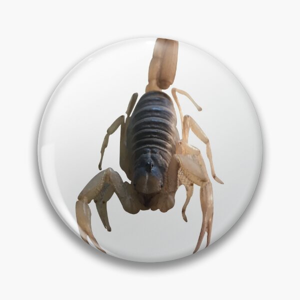 Item preview, Frontal desert scorpion designed and sold by bulecheksb.