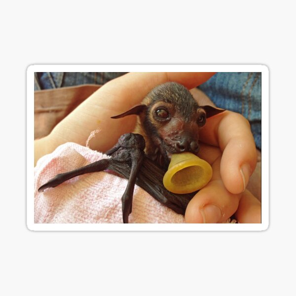 Stickers Sur Le Theme Chauves Souris Renard Volant Redbubble