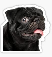 Pug: Stickers | Redbubble