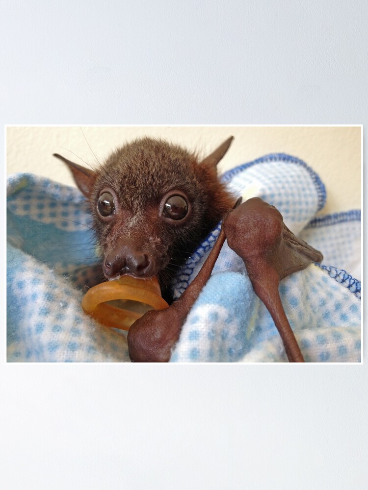 Poster Caelan Petit Renard Volant Rouge Par Hannahmarco Redbubble