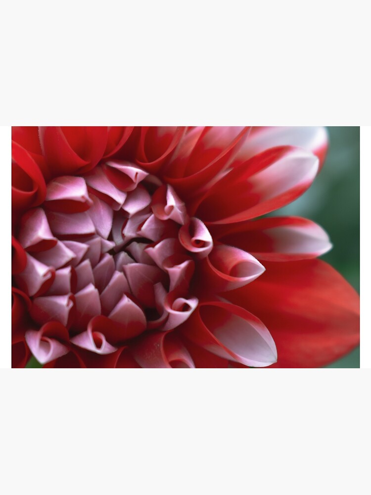 Thumbnail 2 of 2, Laptop Sleeve, Red and White Petals designed and sold by DonnaMariePhoto.