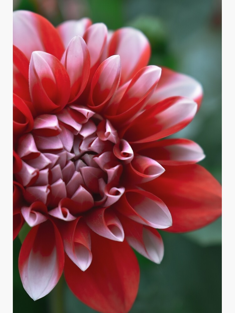 Thumbnail 2 of 2, Postcard, Red and White Petals designed and sold by DonnaMariePhoto.