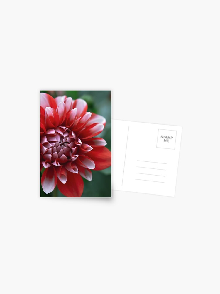 Thumbnail 1 of 2, Postcard, Red and White Petals designed and sold by DonnaMariePhoto.