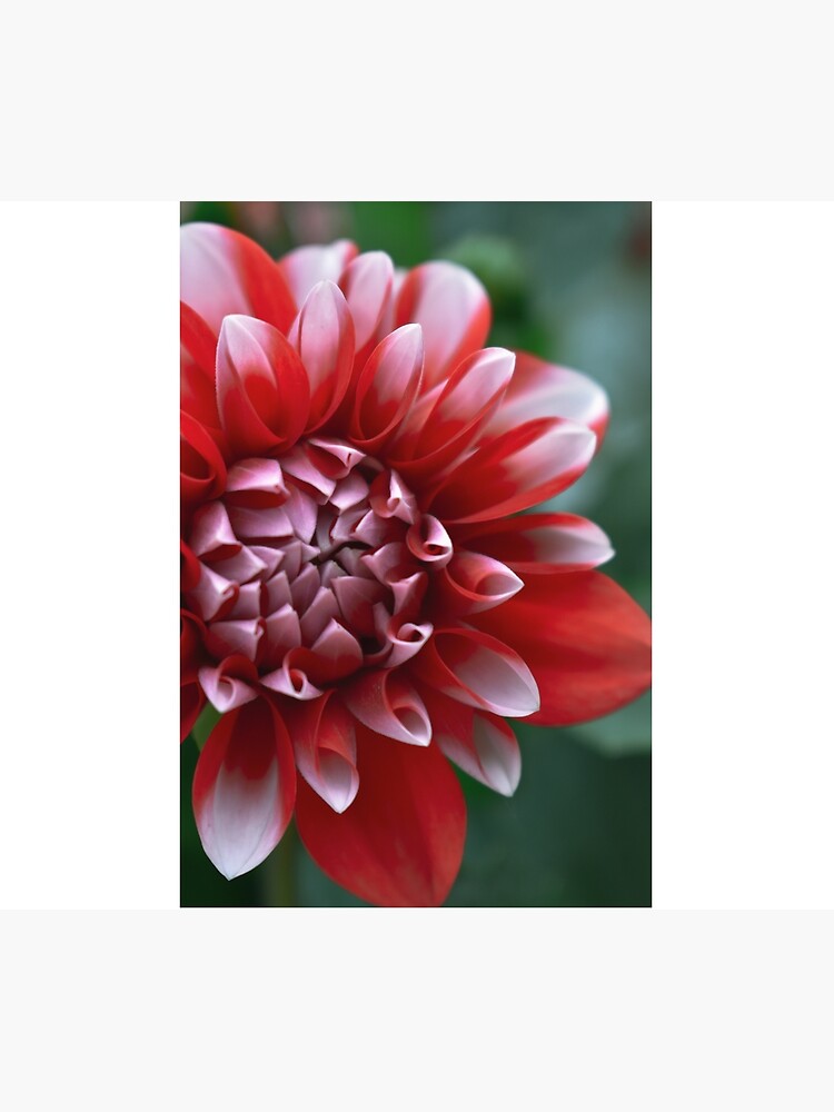 Thumbnail 5 of 5, Shower Curtain, Red and White Petals designed and sold by DonnaMariePhoto.