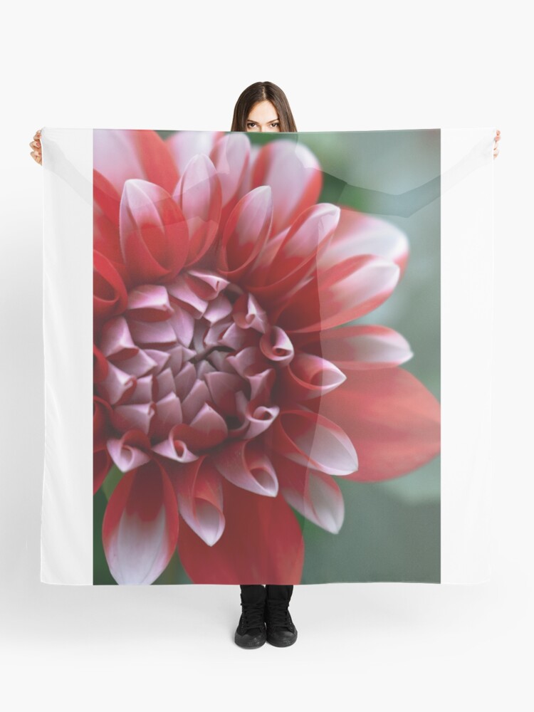 Thumbnail 1 of 3, Scarf, Red and White Petals designed and sold by DonnaMariePhoto.