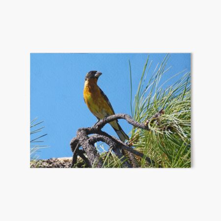 A Black Headed Grosbeak Perched on a Branch Art Board Print