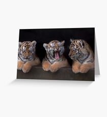 TIGER CUB TRIPLETS Greeting Card