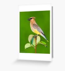 Cedar Waxwing Greeting Card