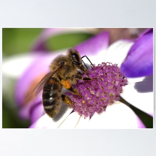 Item preview, Honey Bee designed and sold by Ozjanette90.