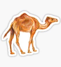 Camel dromedary Sticker