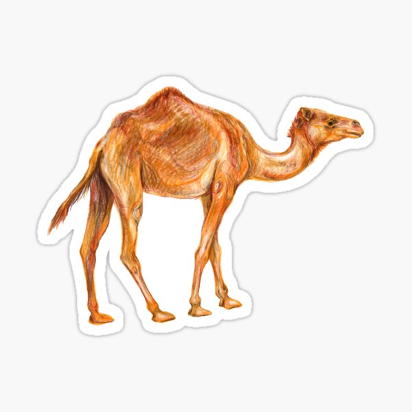 Camel dromedary  Sticker
