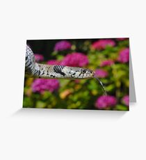 European Grass Snake Greeting Card