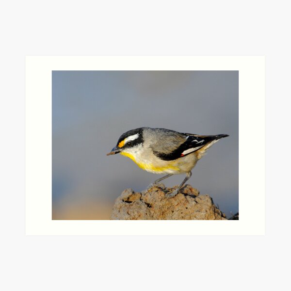 Striated Pardalote #1 Art Print