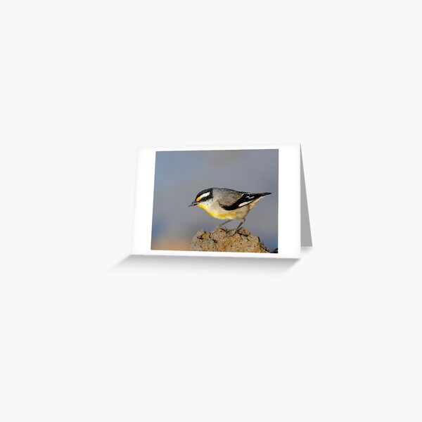 Striated Pardalote #1 Greeting Card