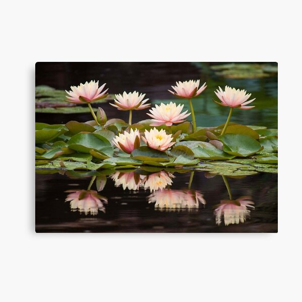 Tranquility Canvas Print