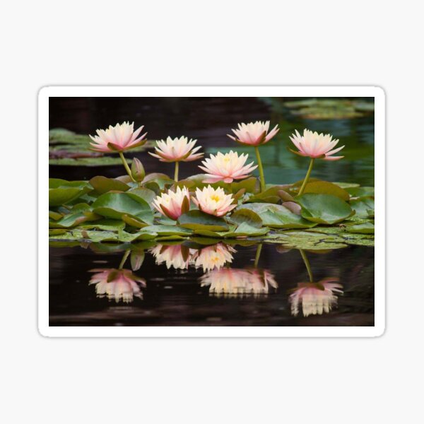 Tranquility Sticker