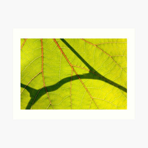 *Love Veins* Art Print