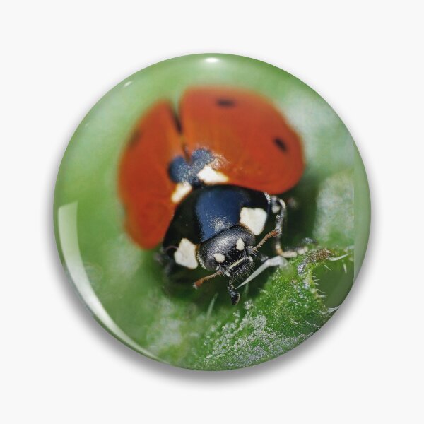 Item preview, the Star :(3) coccinelle-ladybug by Olao-Olavia / Okaio Créations 2015 by fz 1000  400.000 photos  framings different picture on request on each support designed and sold by o.okaïo.