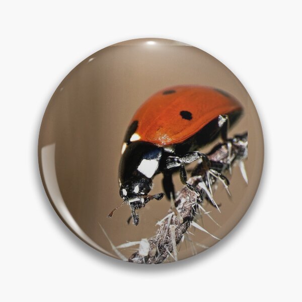 Item preview, the Star : (2) coccinelle-ladybug by Olao-Olavia / Okaio Créations 2015 by fz 1000  400.000 photos  framings different picture on request on each support designed and sold by o.okaïo.