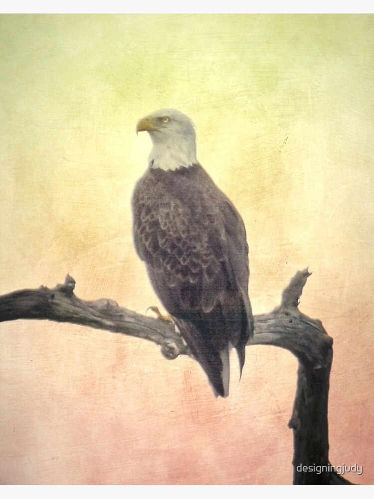 "Bald Eagle" Framed Art Print by designingjudy | Redbubble