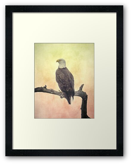 "Bald Eagle" Framed Art Print by designingjudy | Redbubble
