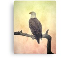 "Bald Eagle" Framed Prints by designingjudy | Redbubble